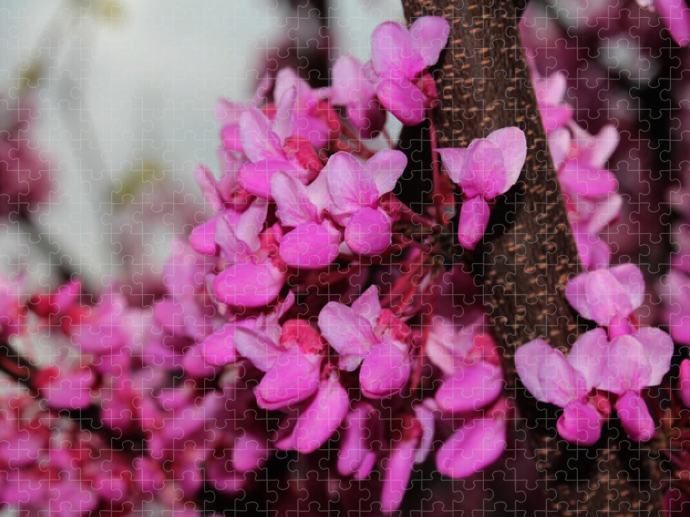 Nature Jigsaw Puzzle featuring the photograph Red Bud 2011-3 by Robert Morin