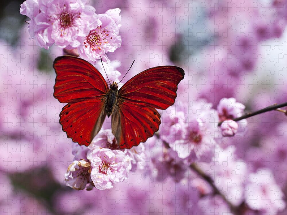 Red Jigsaw Puzzle featuring the photograph Red butterfly on plum blossom branch by Garry Gay