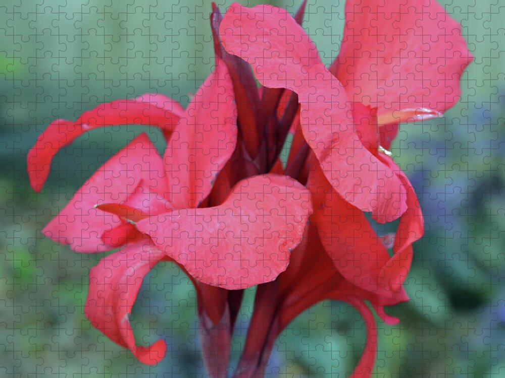 Canna Lily Jigsaw Puzzle featuring the photograph Red Canna Lily Floral by Aimee L Maher ALM GALLERY