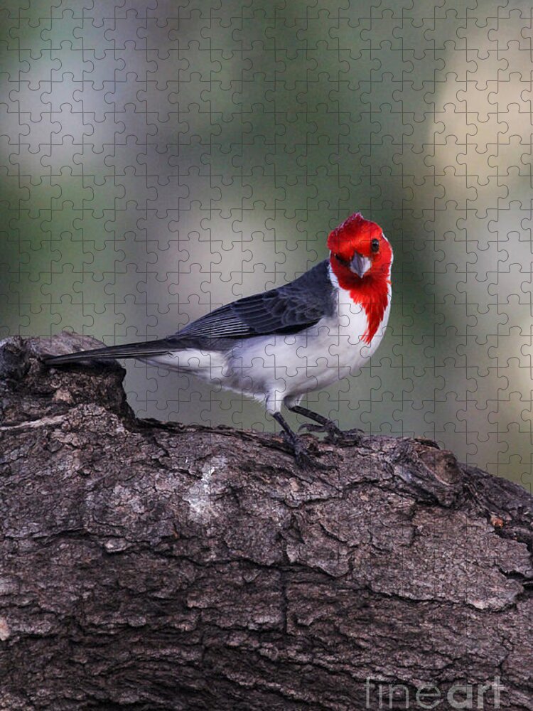 Bird Jigsaw Puzzle featuring the photograph Red Crested Posing by Jennifer Robin