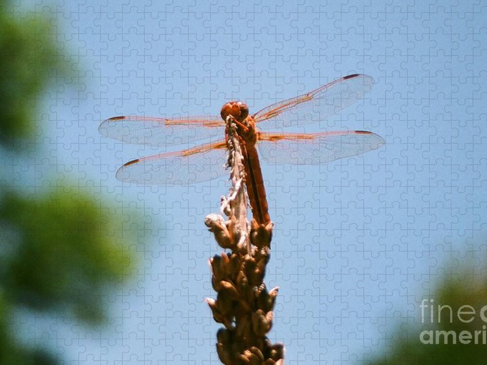 Dragonfly Jigsaw Puzzle featuring the photograph Red Dragonfly by Dean Triolo