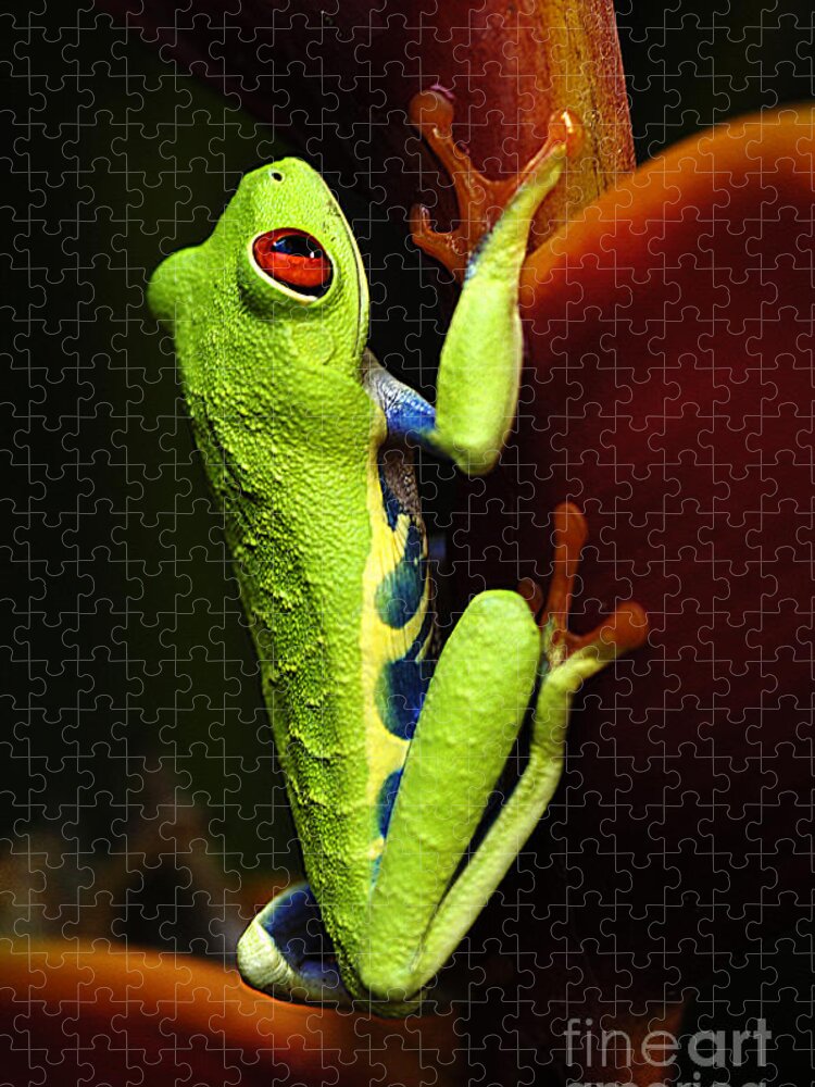 Frog Jigsaw Puzzle featuring the photograph Red- Eyed Tree Frog Costa Rica 5 by Bob Christopher