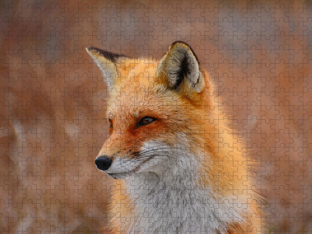 Red Fox Jigsaw Puzzle featuring the photograph Red Fox 4 by Raymond Salani III
