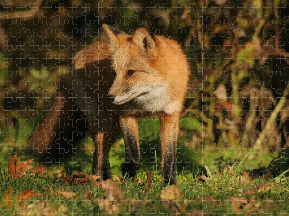 Red Fox Jigsaw Puzzle featuring the photograph Red Fox by Doris Potter