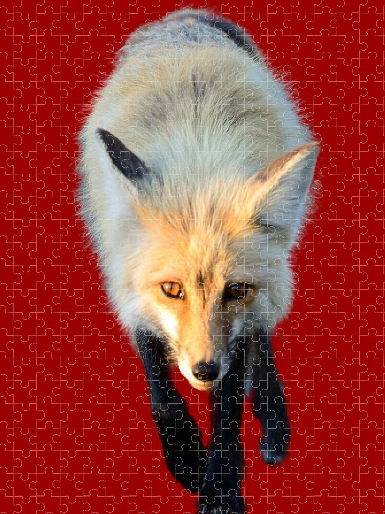 Red Fox Jigsaw Puzzle featuring the photograph Red Fox Shirt by Greg Norrell