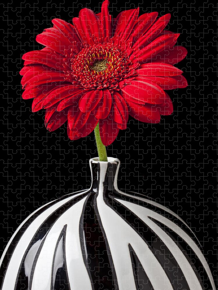 Red Jigsaw Puzzle featuring the photograph Red Gerbera Daisy by Garry Gay