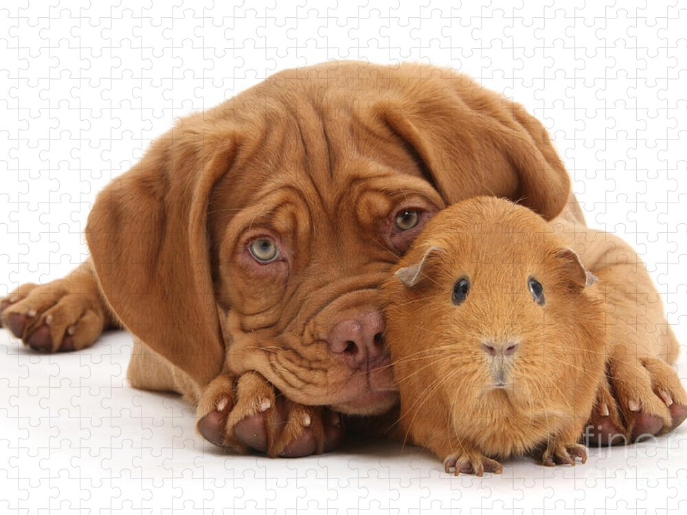Guinea Pig Jigsaw Puzzle featuring the photograph Red Guinea pig and Dogue de Bordeaux by Warren Photographic