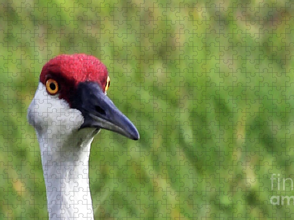 Red Headed Crane Jigsaw Puzzle featuring the photograph Red Headed Crane by Jennifer Robin