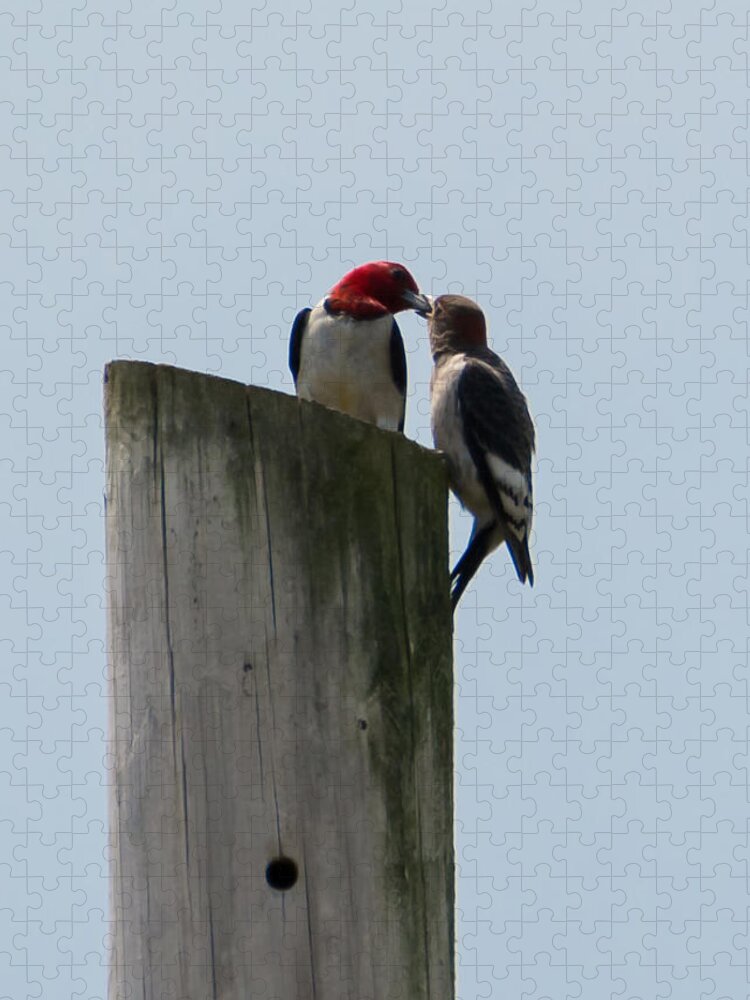 Red Headed Woodpeckers Jigsaw Puzzle featuring the photograph Red Headed Woodpeckers by Holden The Moment