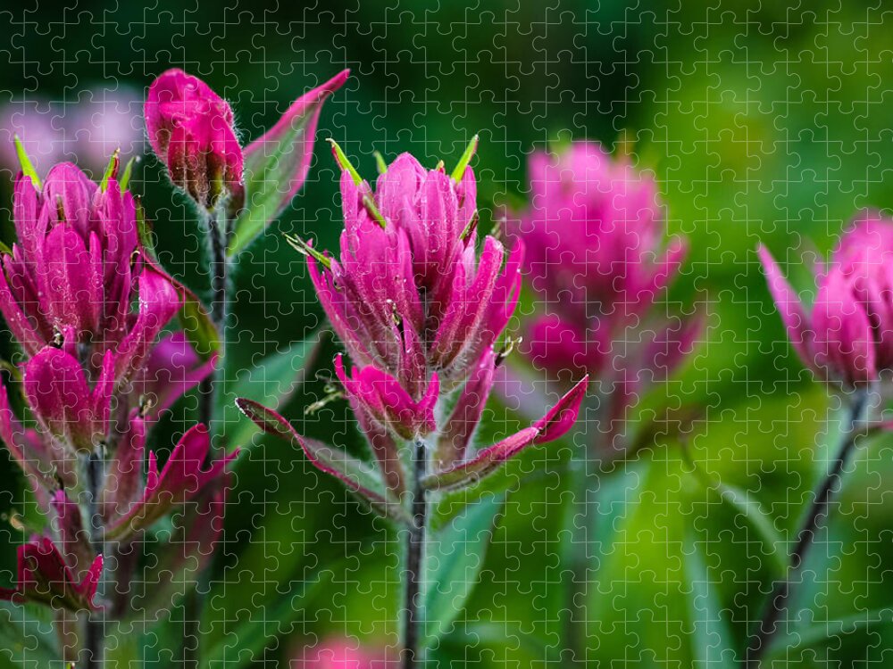 Red Indian Paintbrush Jigsaw Puzzle featuring the photograph Red Indian Paintbrush by George Buxbaum