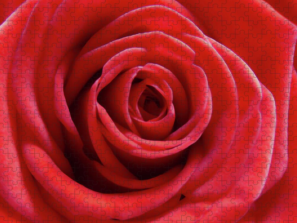Rose Jigsaw Puzzle featuring the photograph Red Is Gorgeous by Johanna Hurmerinta