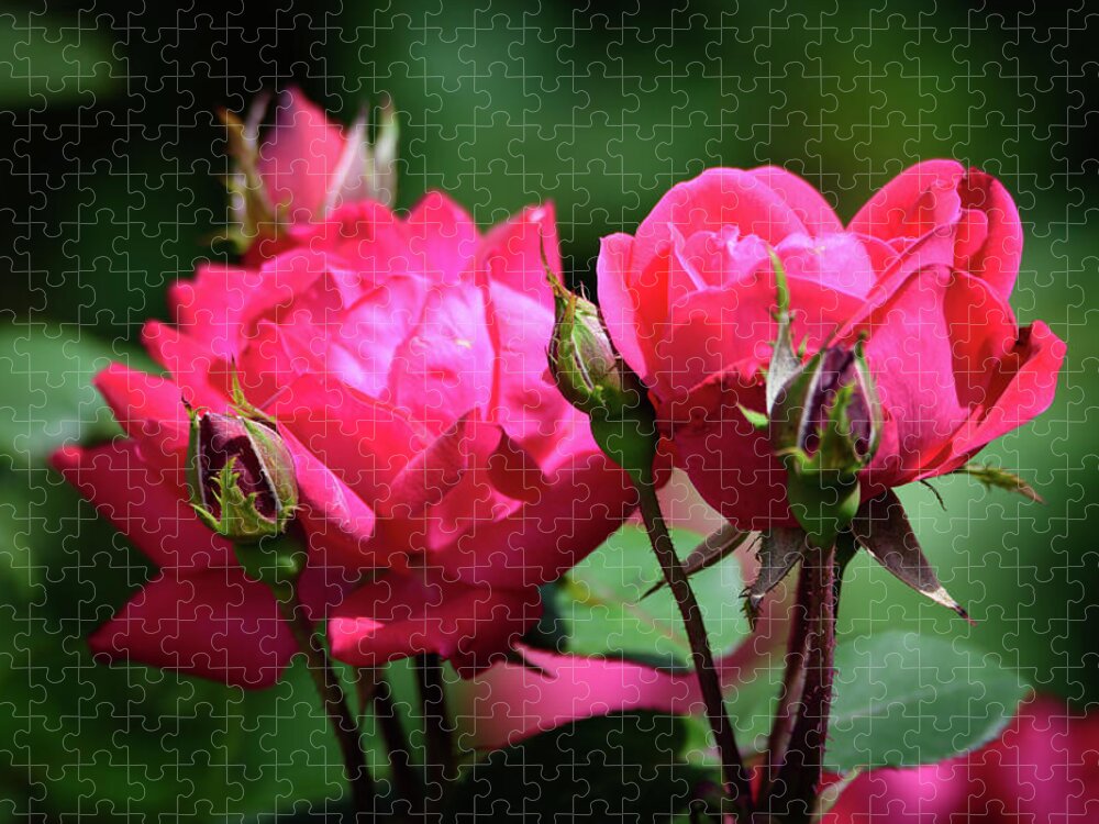 Red Knock-out Roses Jigsaw Puzzle featuring the photograph Red Knock-out Roses by Debra Martz