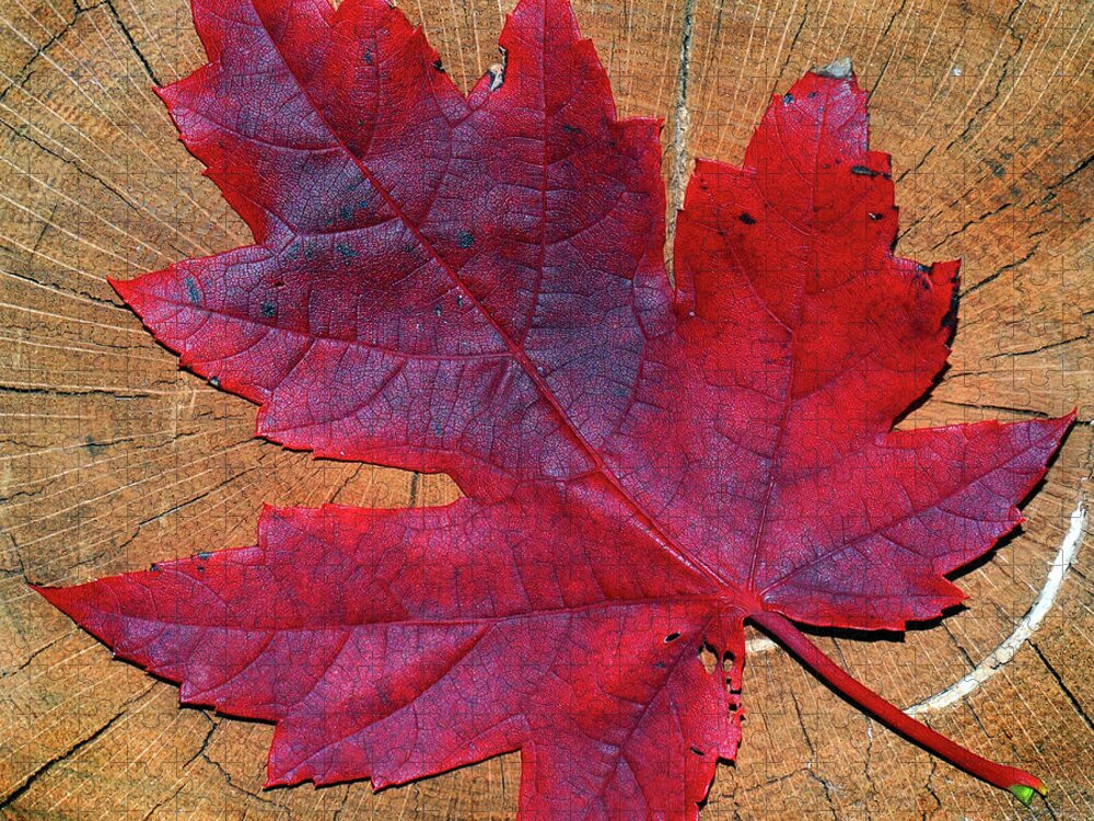 Red Jigsaw Puzzle featuring the photograph Red Leaf on Stump by David T Wilkinson