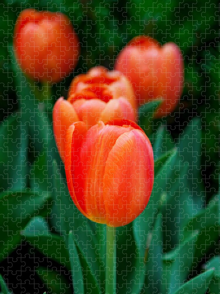 Spring Flowers Jigsaw Puzzle featuring the photograph Red Tulips by Az Jackson