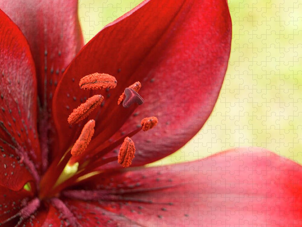 Red Lily Jigsaw Puzzle featuring the photograph Red lily for wealth and prosperity. by Elena Perelman