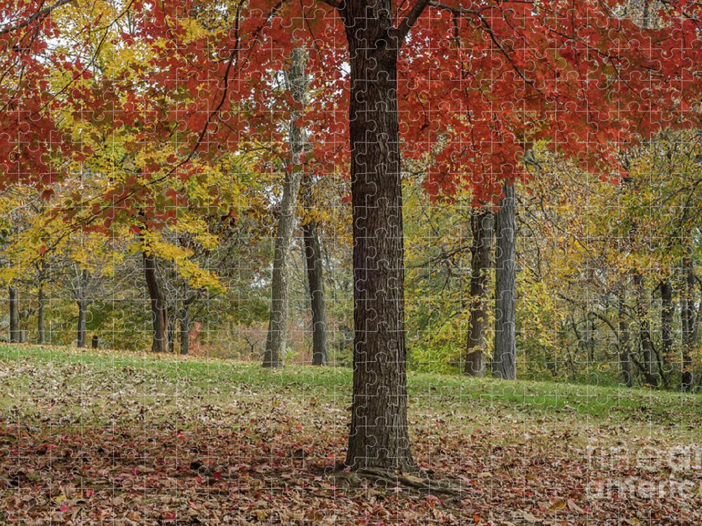 Red Maple Jigsaw Puzzle featuring the photograph Red Maple and Yellow Trees by Tamara Becker