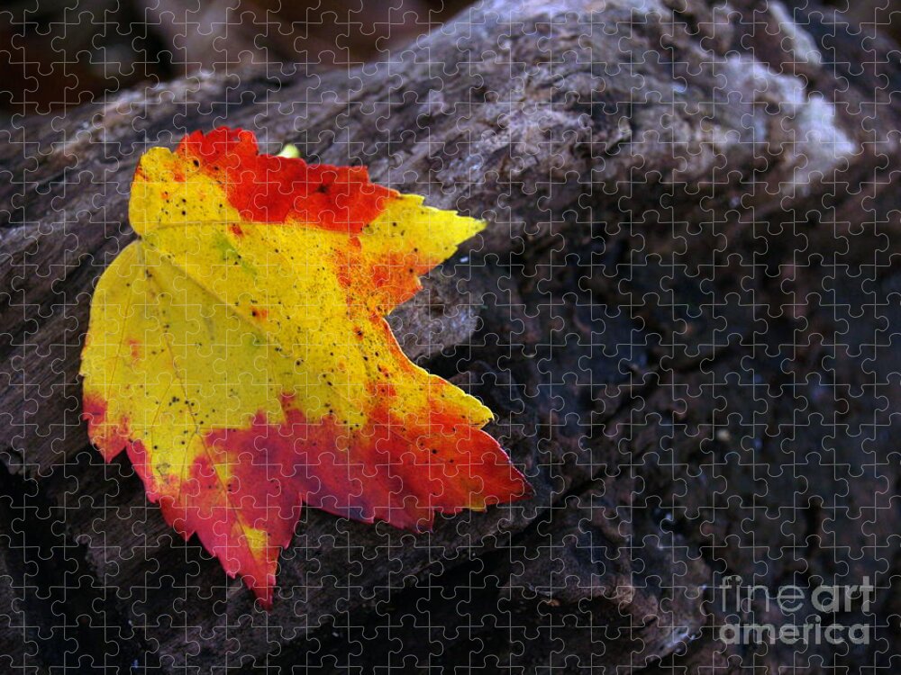 Leaf Jigsaw Puzzle featuring the photograph Red Maple Leaf on Old Log by Anna Lisa Yoder