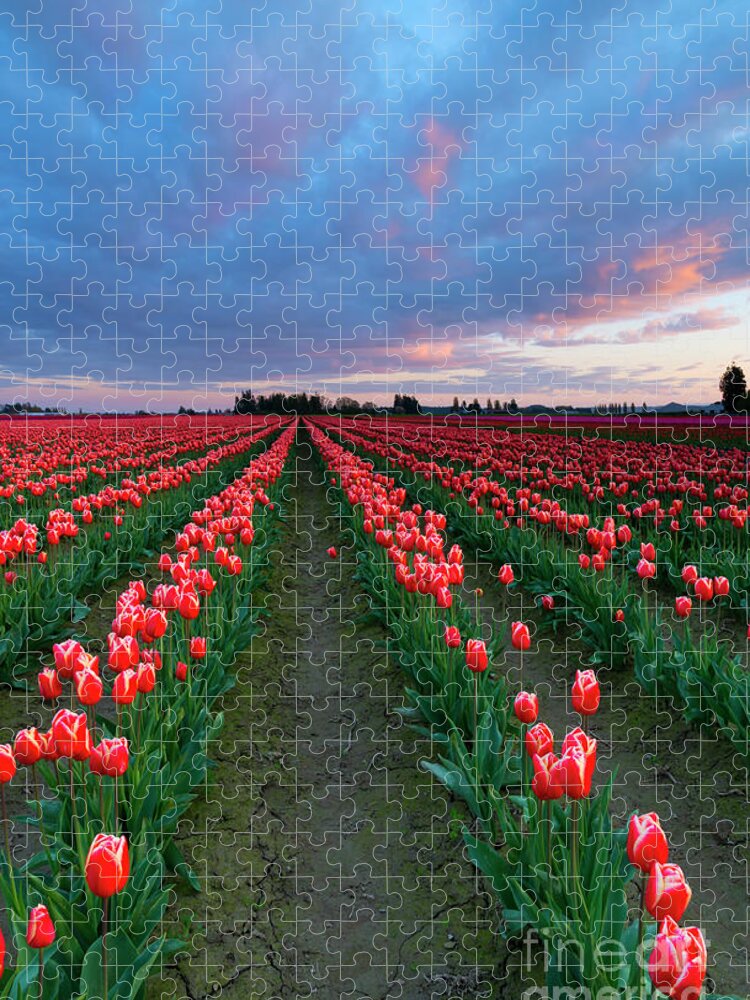 Tulips Jigsaw Puzzle featuring the photograph Red on Red by Michael Dawson