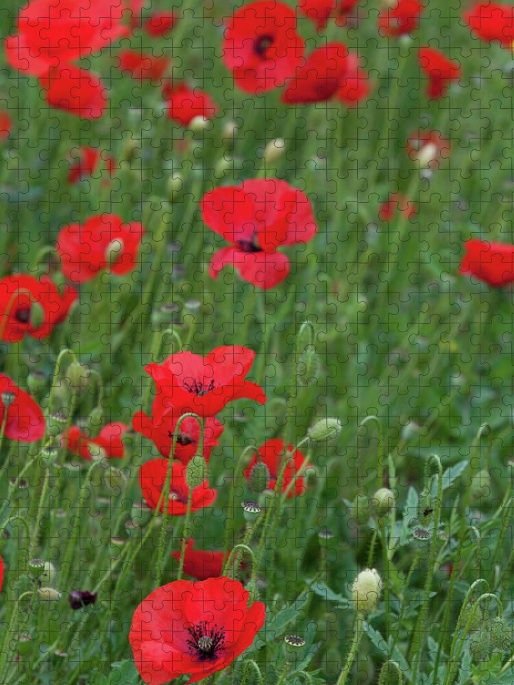 Poppy Jigsaw Puzzle featuring the photograph Red poppie anemone field by Michalakis Ppalis