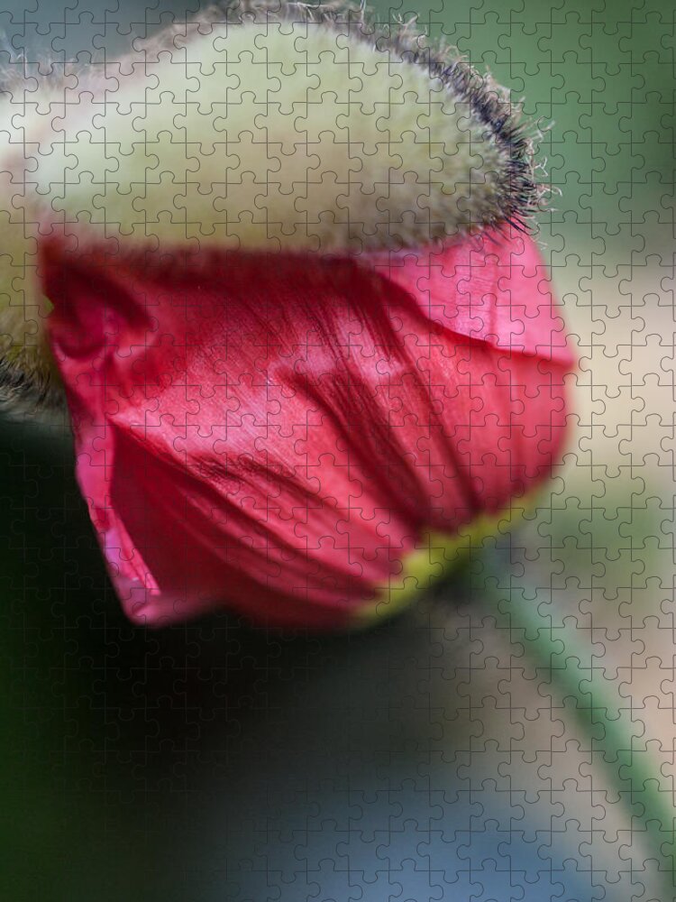 Flowers & Plants Jigsaw Puzzle featuring the photograph Red poppy sneaking out by Jeff Folger