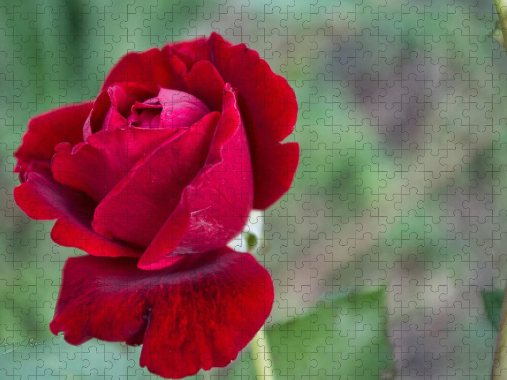 Rose Jigsaw Puzzle featuring the photograph Red Red Rose by Sharon Popek