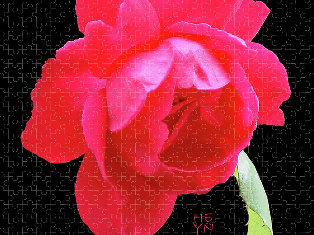 Cutout Jigsaw Puzzle featuring the photograph Red Rose Cutout by Shirley Heyn