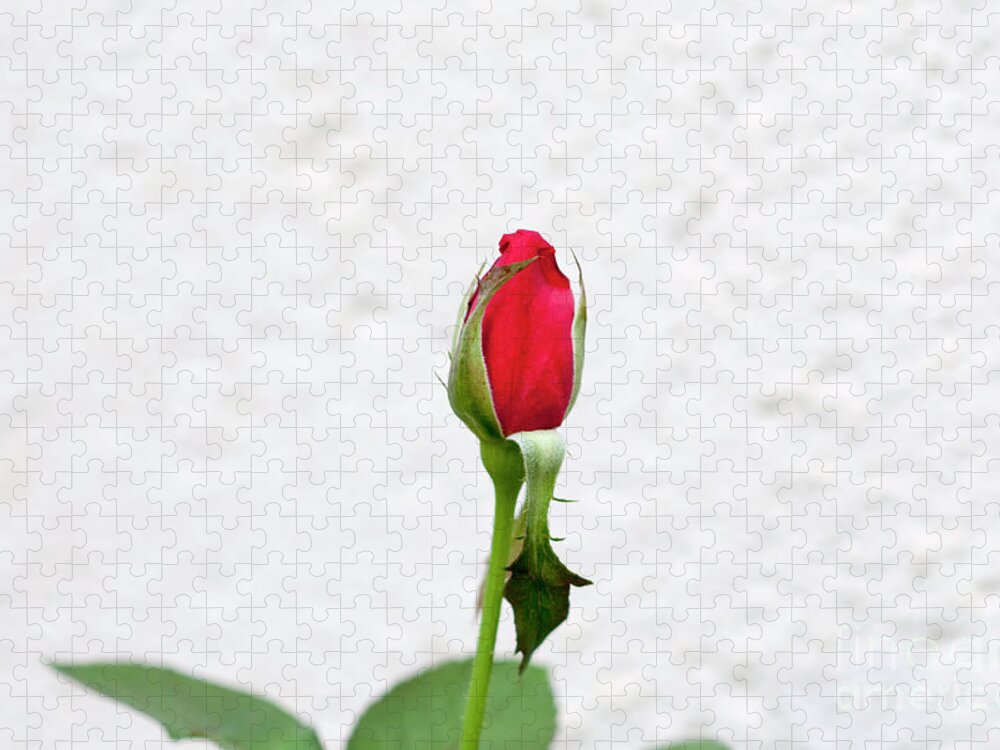 Flower Jigsaw Puzzle featuring the photograph Red rose in a garden by Ilan Rosen