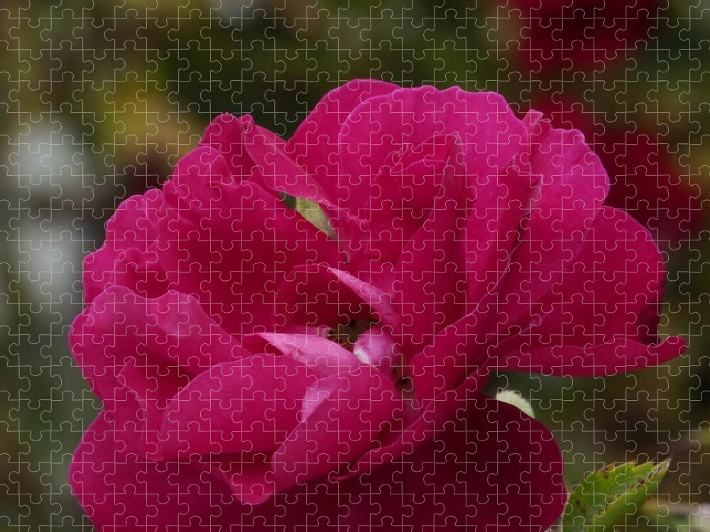 Botanical Jigsaw Puzzle featuring the photograph Red Rose Miniature by Richard Thomas