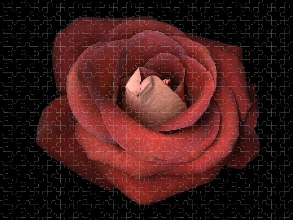 Red Rose Jigsaw Puzzle featuring the photograph Red Rose by Test