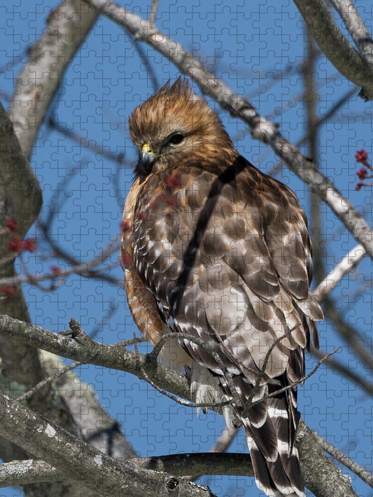 Red Shouldered Hawk Jigsaw Puzzle featuring the photograph Red Shouldered Hawk 2017 by Bill Wakeley
