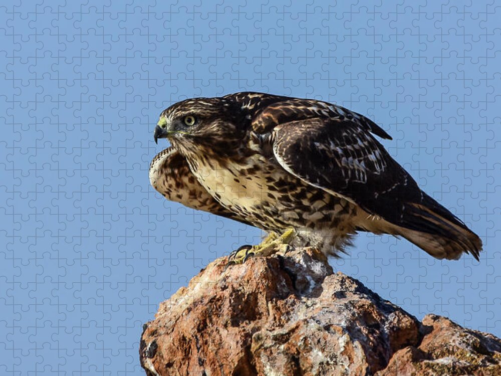 Raptor Jigsaw Puzzle featuring the photograph Red Tailed Hawk 11 by Rick Mosher