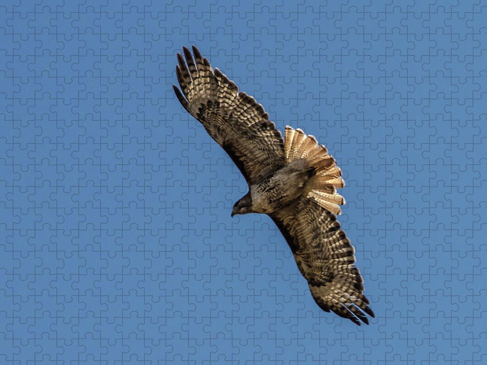 Hawk Jigsaw Puzzle featuring the photograph Red Tailed Hawk 3 by Rick Mosher