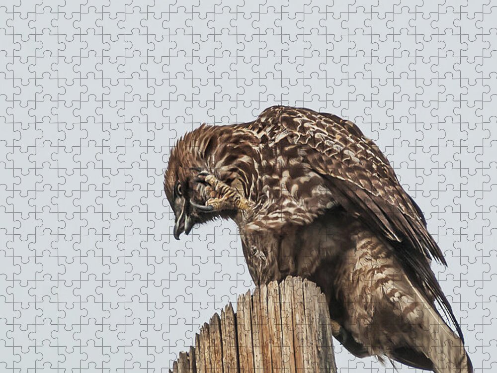 Hawk Jigsaw Puzzle featuring the photograph Adult Accipiter by Rick Mosher