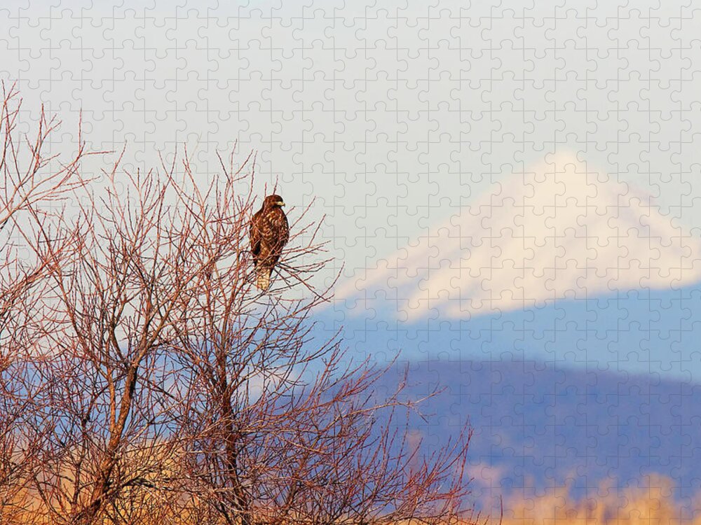 Red-tailed Hawk Jigsaw Puzzle featuring the photograph Red-tailed Hawk and Mount Shasta - Northern California by Ram Vasudev