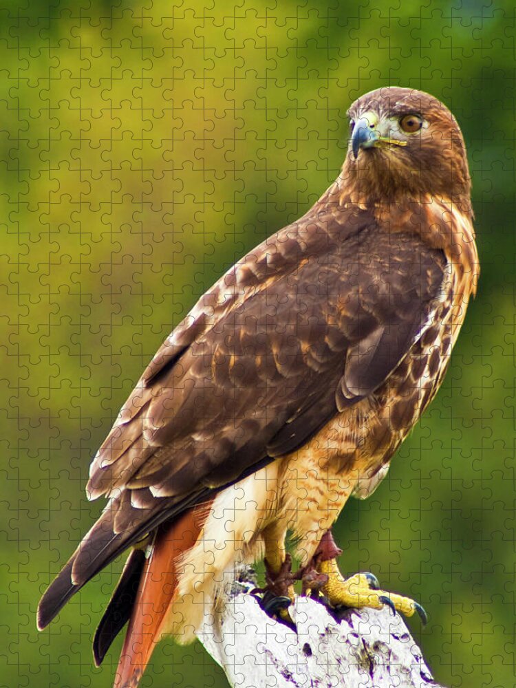 Red Tailed Hawk Jigsaw Puzzle featuring the photograph Red-Tailed Hawk by Bill Barber
