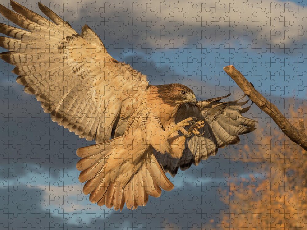Red Tailed Hawk Jigsaw Puzzle featuring the photograph Red-tailed Hawk Focuses on the Landing by Tony Hake
