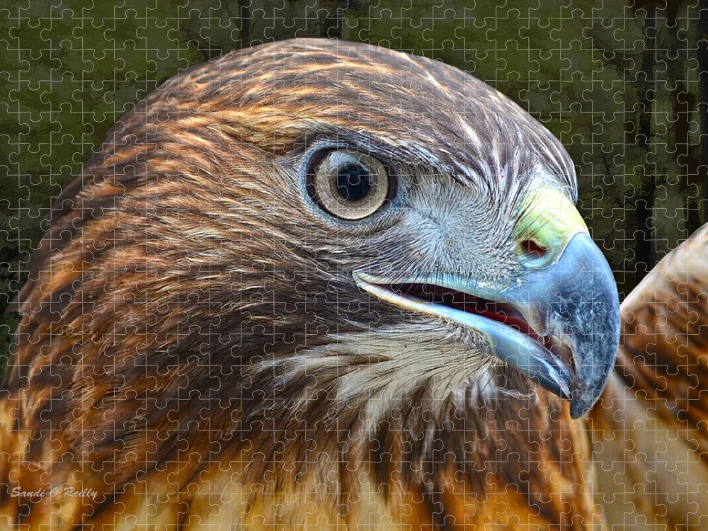 Red-tailed Hawk Portrait Jigsaw Puzzle featuring the photograph Red-Tailed Hawk Portrait by Sandi OReilly