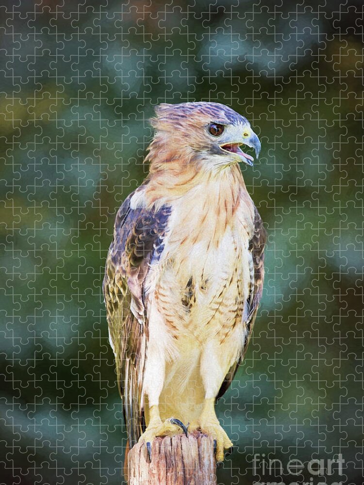 Nature Jigsaw Puzzle featuring the photograph Red Tailed Hawk by Sharon McConnell