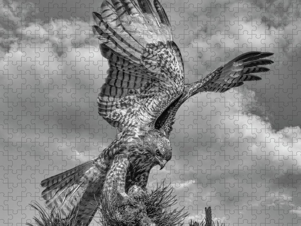 Hawk Jigsaw Puzzle featuring the photograph Red tailed Hawk Wings BW by Rick Mosher