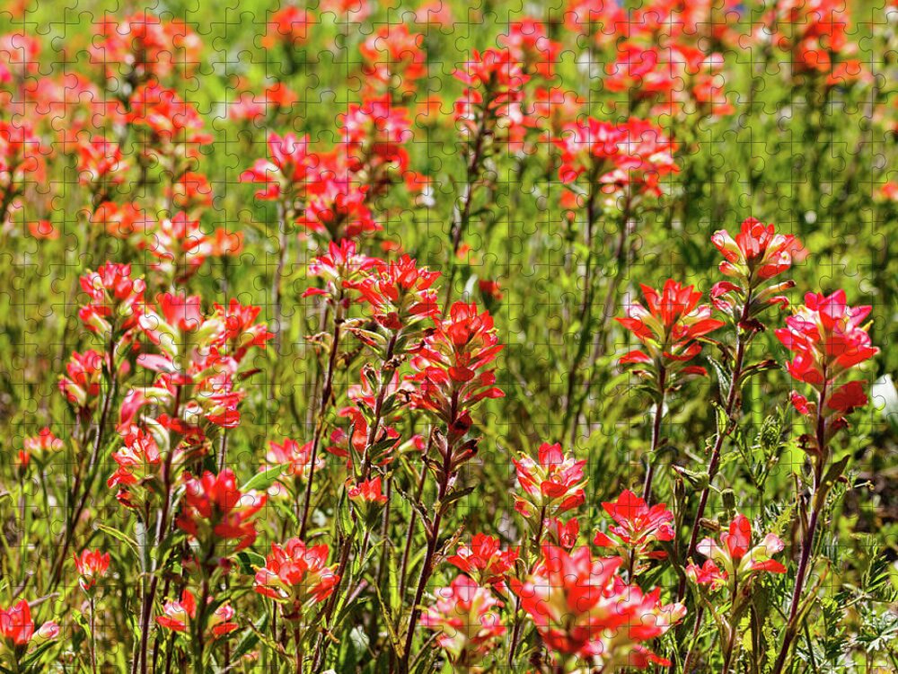 Austin Jigsaw Puzzle featuring the photograph Red Texas Wildflowers by Raul Rodriguez