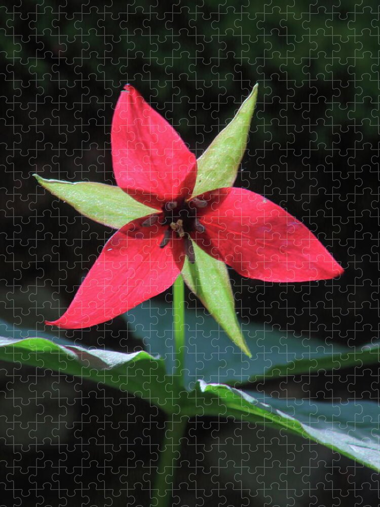 Wildflower Jigsaw Puzzle featuring the photograph Red Trillium Wildflower by John Burk