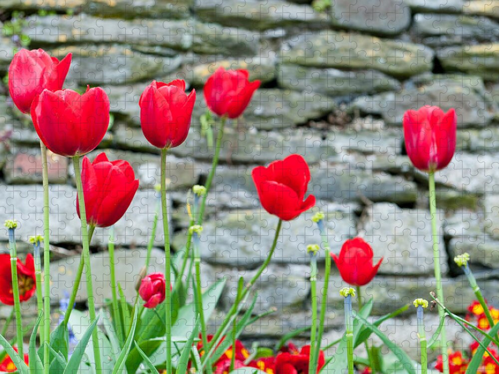 Red Jigsaw Puzzle featuring the photograph Red Tulips by Helen Jackson