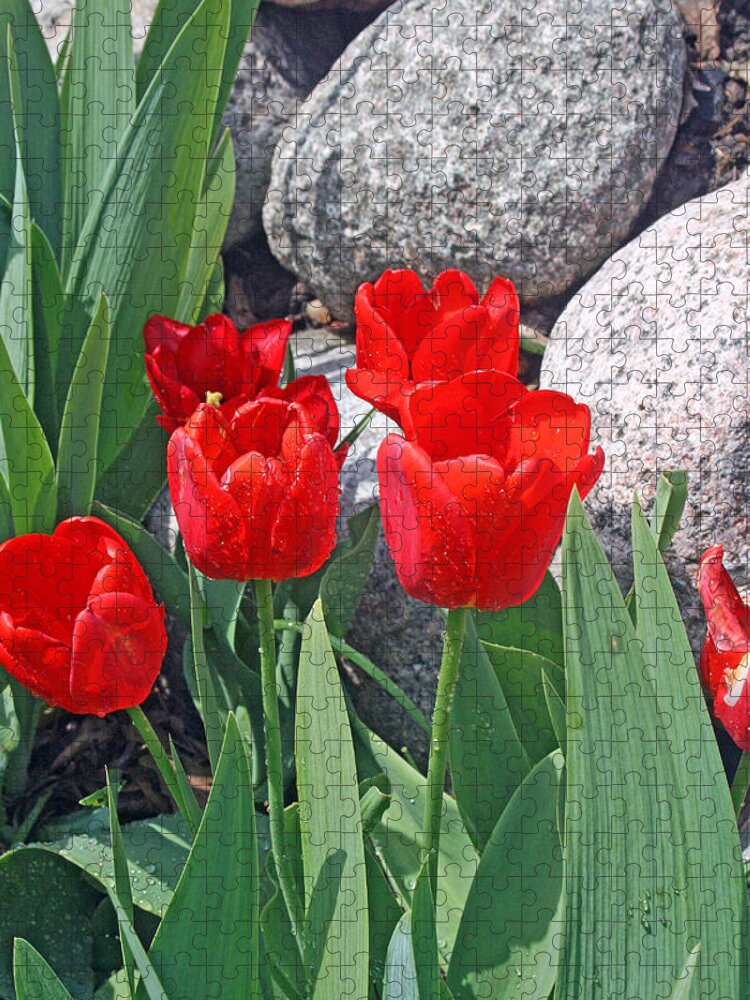 Tulips Jigsaw Puzzle featuring the photograph Red Tulips On The Rocks by Kay Novy