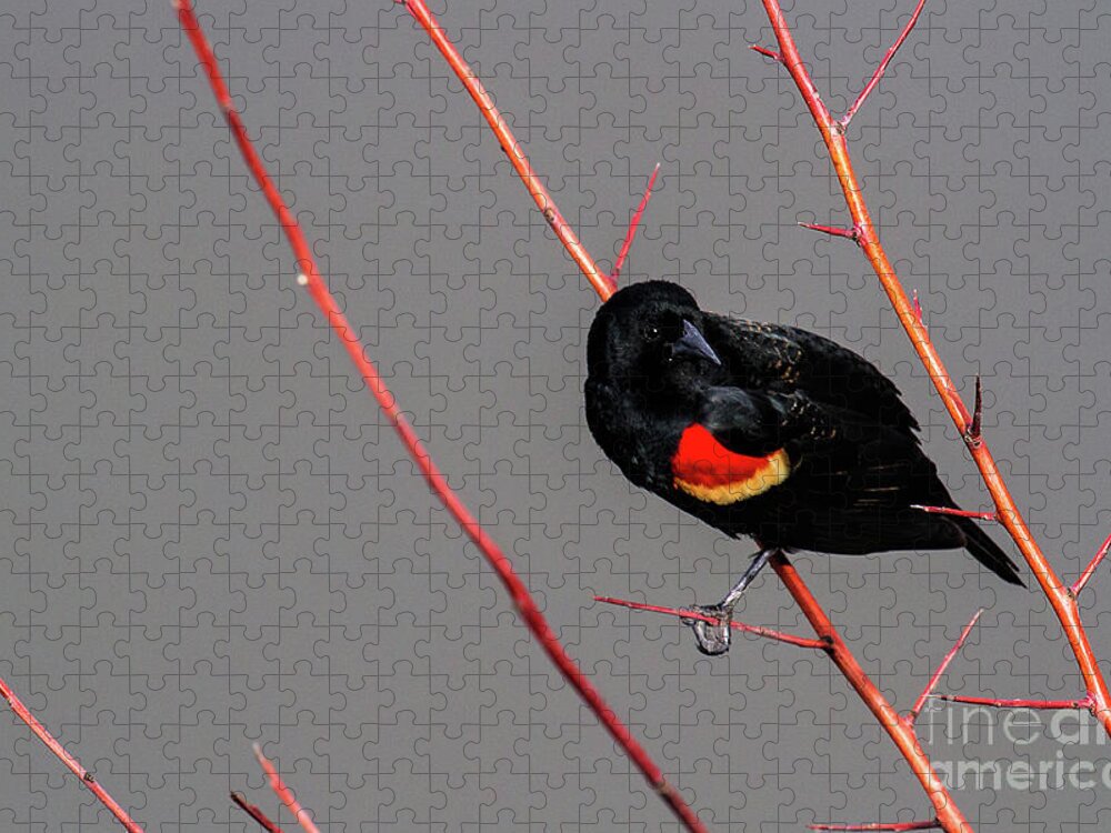 Red-winged Blackbird Jigsaw Puzzle featuring the photograph Red Twigs by Jim Garrison