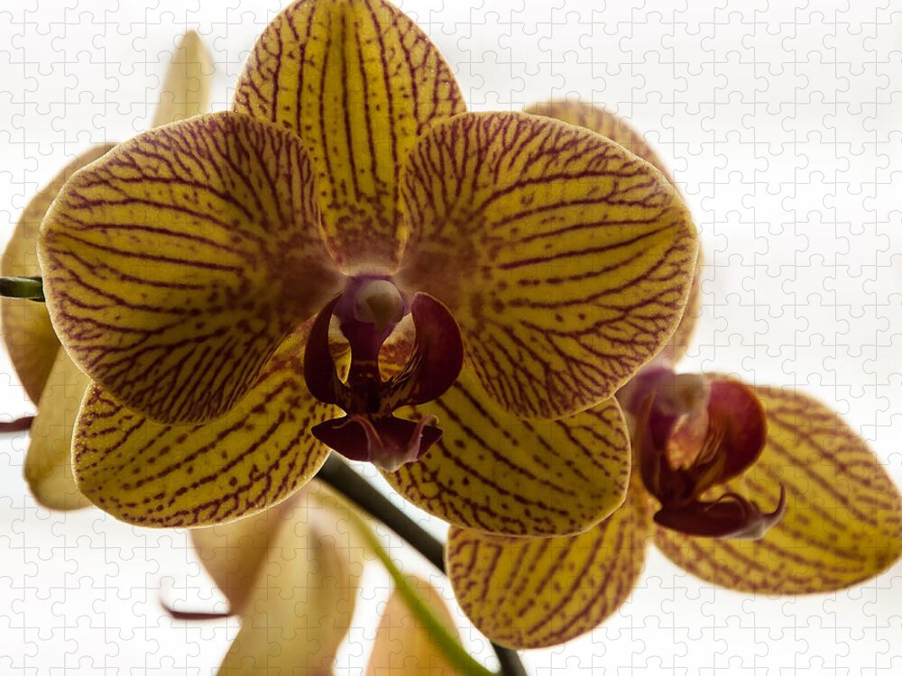 Orchid Jigsaw Puzzle featuring the photograph Red Veined Orchid by Kirt Tisdale