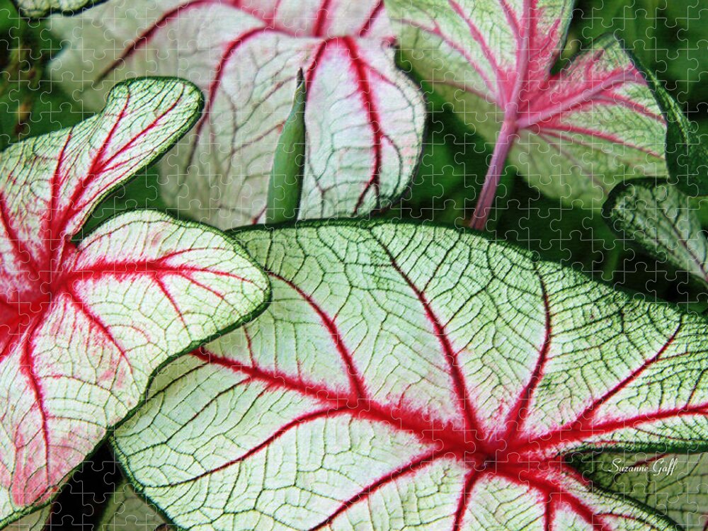 Caladium Jigsaw Puzzle featuring the photograph Red White and Green by Suzanne Gaff