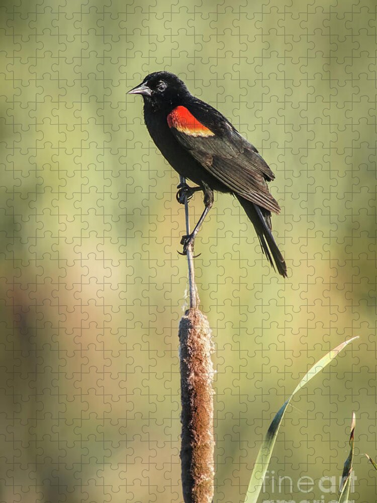 Nature Jigsaw Puzzle featuring the photograph Red-wing On Cattail by Robert Frederick