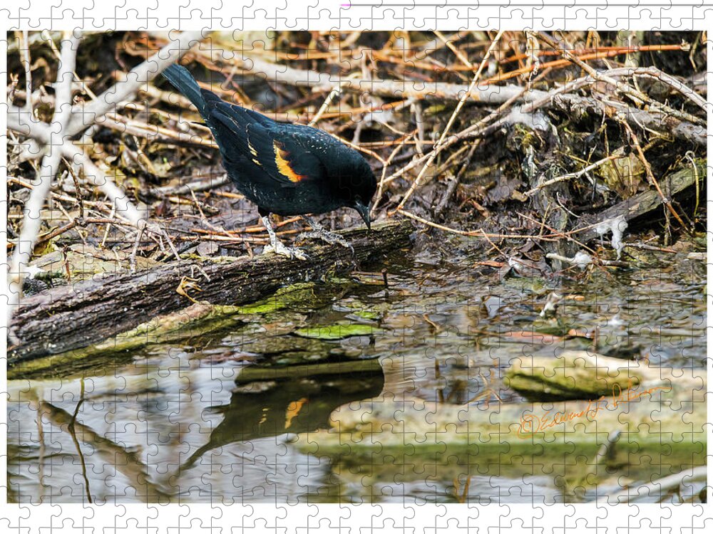 Heron Haven Jigsaw Puzzle featuring the photograph Red-winged Black Bird At The Water's Edge by Ed Peterson