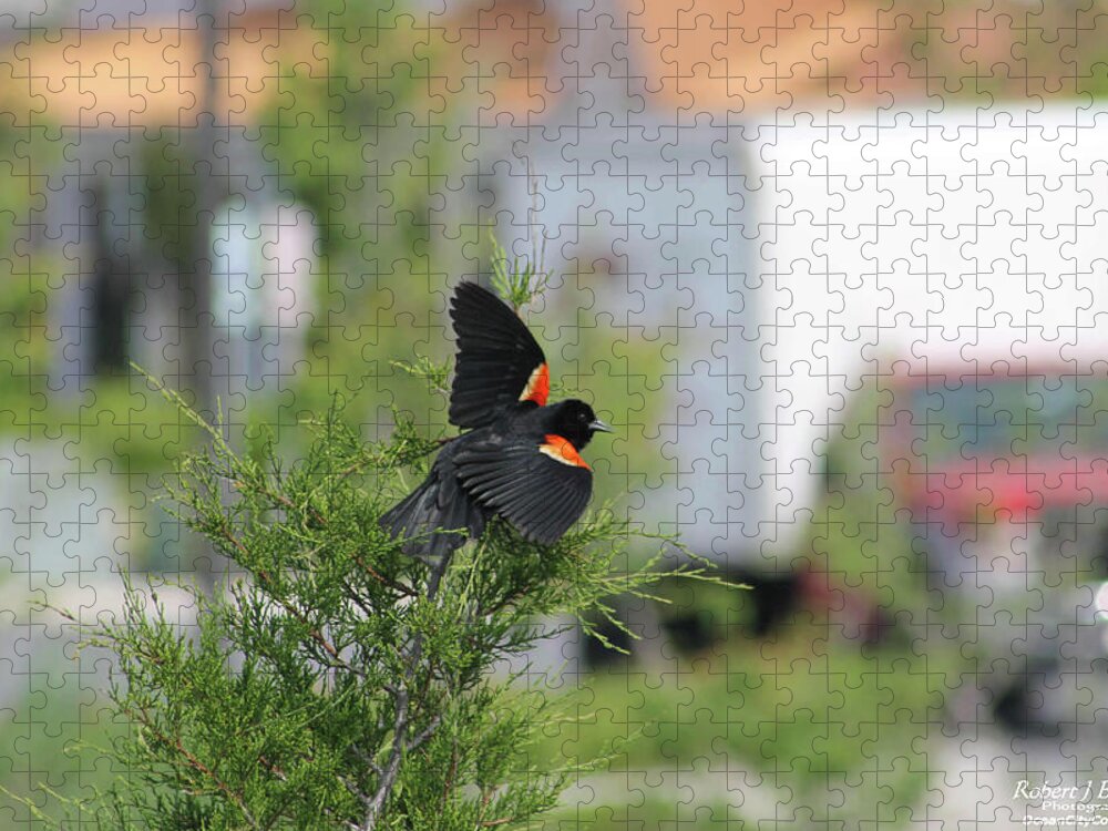 Animals Jigsaw Puzzle featuring the photograph Red-Winged Blackbird by Robert Banach