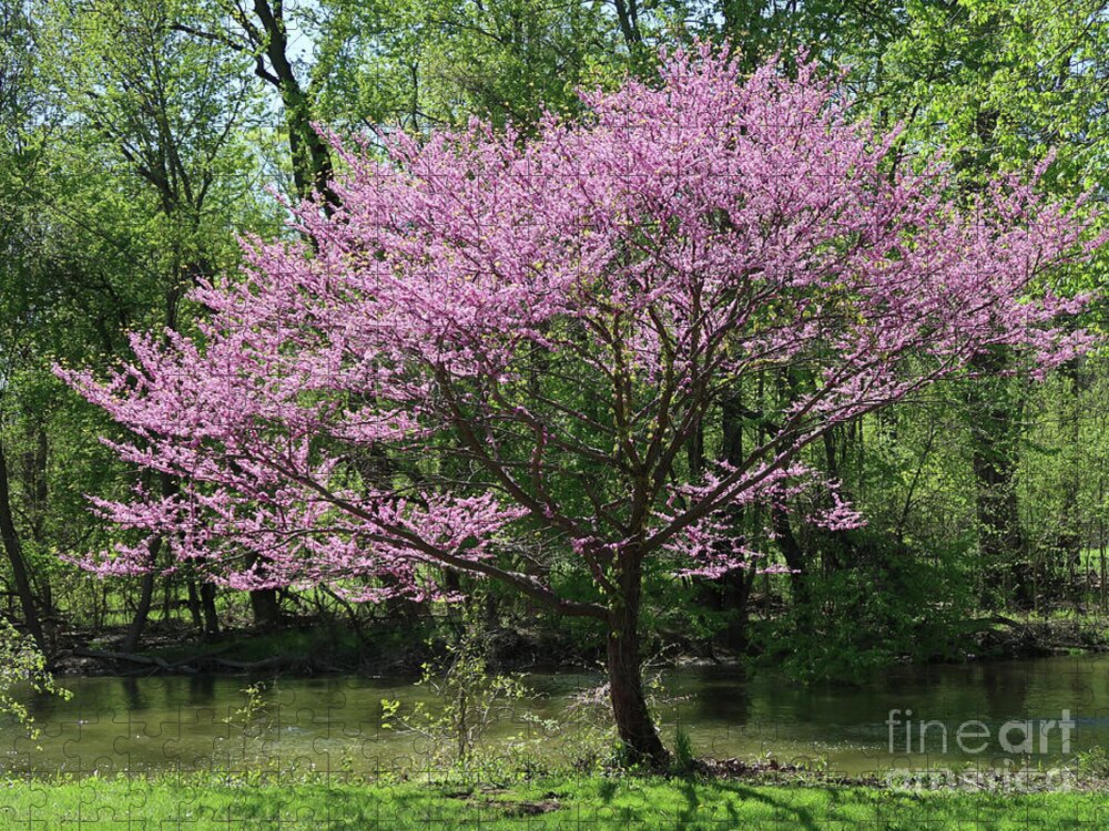 Spring Jigsaw Puzzle featuring the photograph Redbud in Bloom by Ann Horn